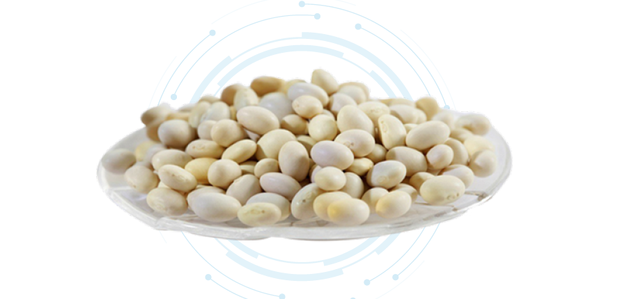 White Kidney Bean Extract Powder