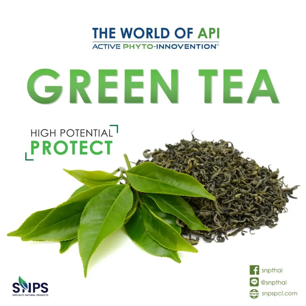 The world of “API”Active Phyto-Innovention(tm) GREEN TEA extractสารออกฤทธิ์สำคัญใน ชาเขียว คือสาร Epigallocatechingallate (EGCG)